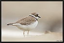 Kleine Plevier, Little Ringed Plover, Charadrius dubius Location: Wierden, the Netherlands kleine plevier MG 9164 kopie